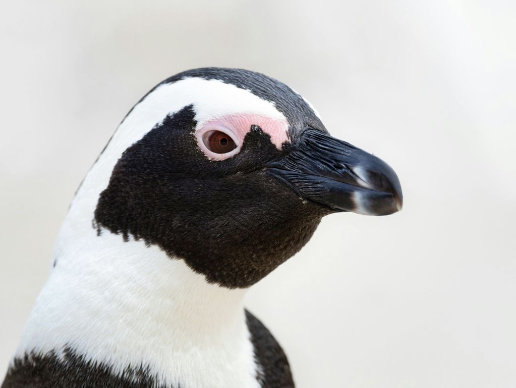 Boulders Beach Zuid Afrika groepsrondreis 1